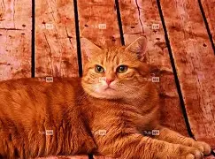 包含?zv??漵屐5@}鲐侩B&UB?譂zl?乾鰛㈱姝綯パ蔉FH?枿o尾t瓷8V/0蘂2鼙氊)囻6蜰nv睤'?r?q^|w5?7堄m懞?!婴'?的词条